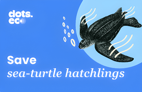 Dots.eco - Save a sea turtle hatchling